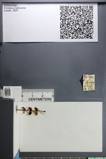 Media type: image;   Entomology 552201